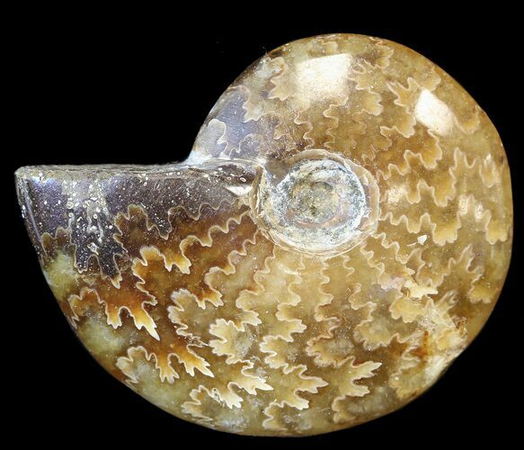Cleoniceras Ammonite Fossil - Madagascar #44493